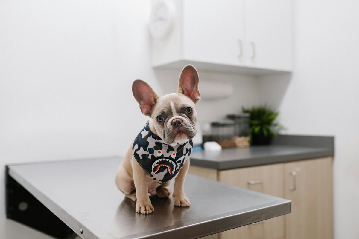 A French bulldog on an exam table in a veterinary clinic